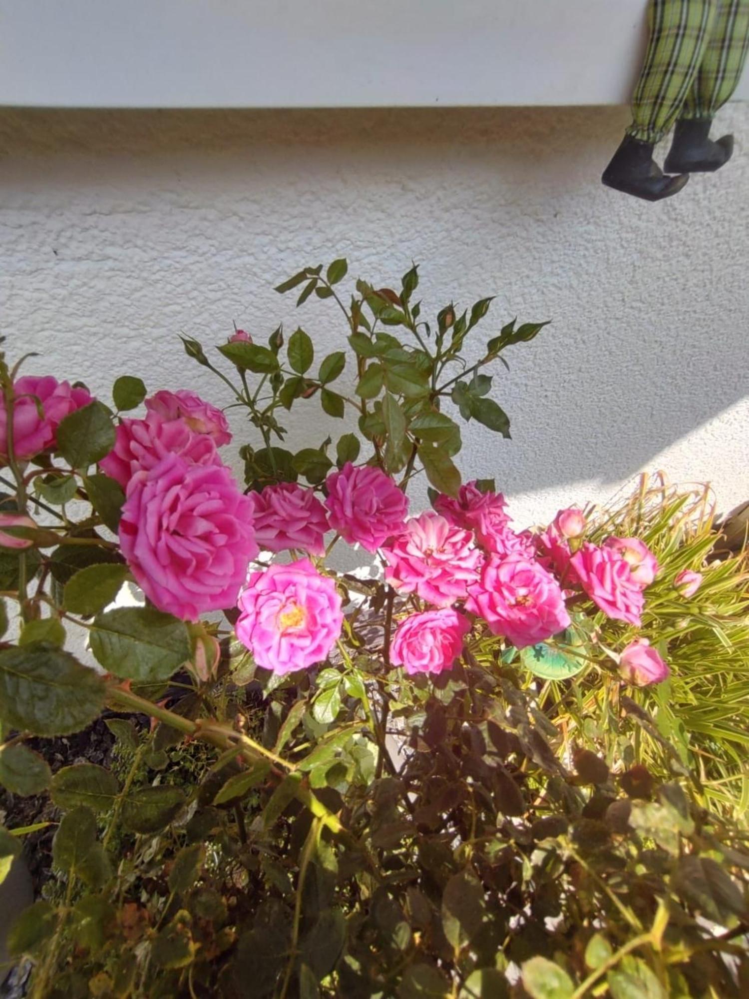 Ferienwohnung Rosa Хорн-Бад Майнберг Екстериор снимка